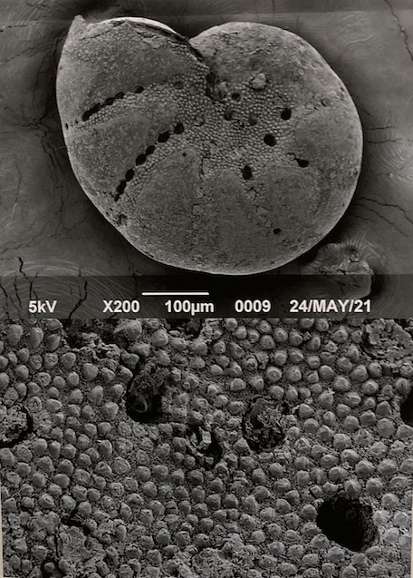小さな小さな化石の世界を覗いてみませんか？ めくるめく「微化石 