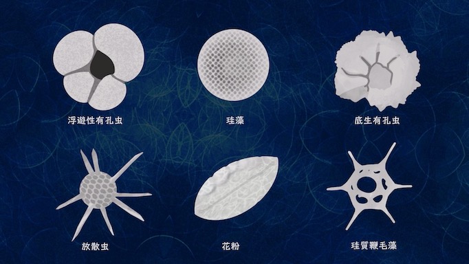 小さな小さな化石の世界を覗いてみませんか？ めくるめく「微化石 