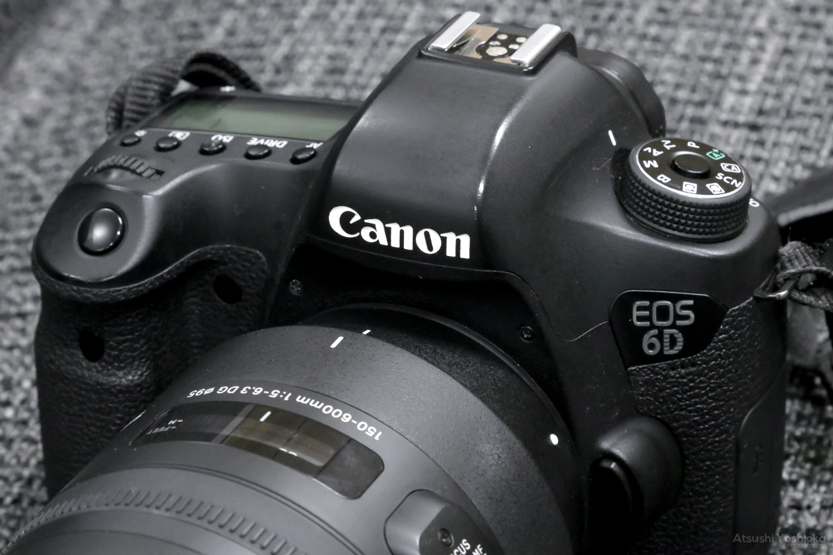 SIGMA 150-600mm F5-6.3 DG OS HSM実写レビュー。コスパ最高の超望遠 