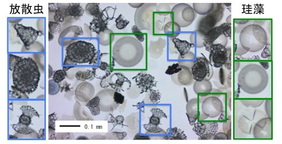 AI(人工知能)を活用した微化石の正確な鑑定・分取技術を確立 (2018年12 