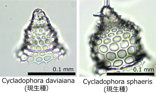 AI(人工知能)を活用した微化石の正確な鑑定・分取技術を確立 (2018年12 